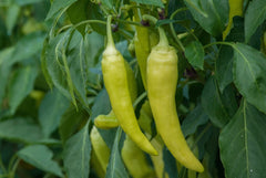 Gold Rush Banana Pepper Plugs