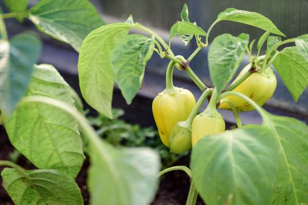 How To Grow Peppers From Seed  HOSS