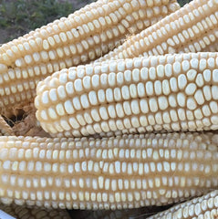 Hickory King White Corn