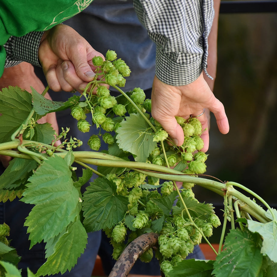 Hops Growing Guide  HOSS