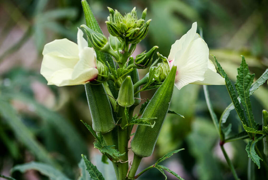 How To Grow Okra From Seed  HOSS