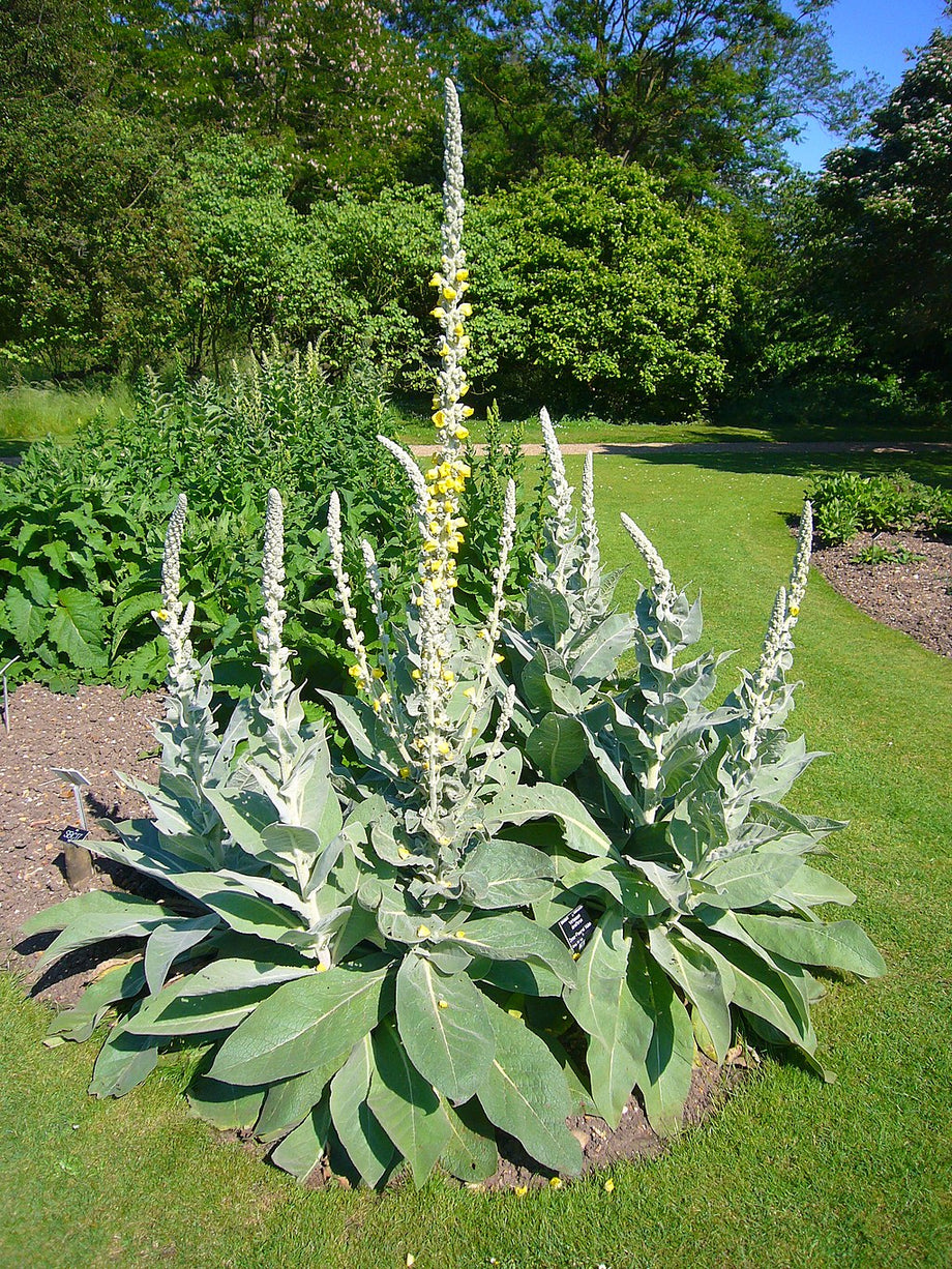Mullein Growing Guide – HOSS Mullein Growing Guide – HOSS