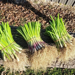 Short-Day Onion Variety Plant Bundle