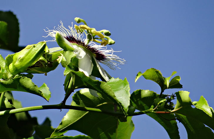 Passion Flower Growing Guide  HOSS