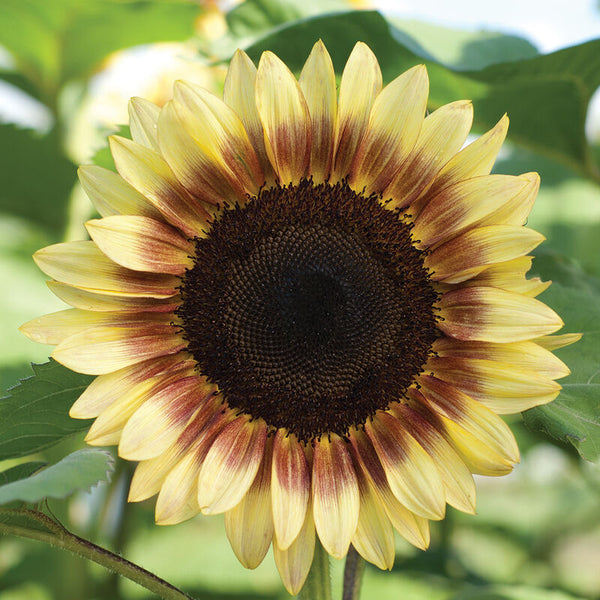 Sunflower╰(*´︶`*)╯ ProCut® Red Lemon Bicolor Sunflower – HOSS