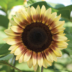 ProCut&reg; Red Lemon Bicolor Sunflower