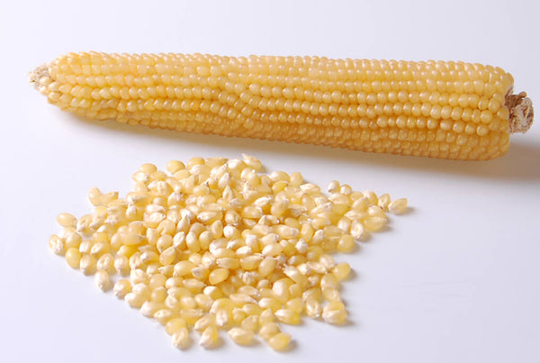 white popcorn seeds for planting Robust White Popcorn/1 pound