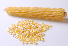 Robust White Hybrid Popcorn F1