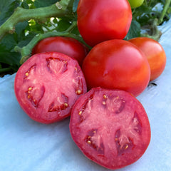 Rubee Dawn Hybrid Tomato F1