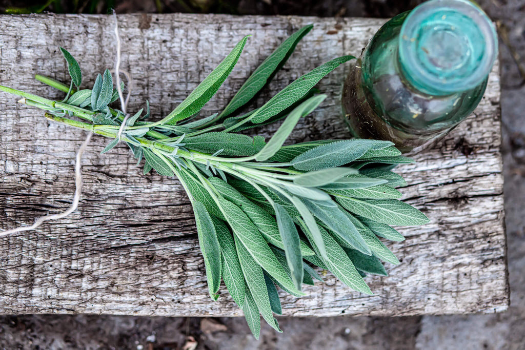 Broadleaf Sage Roots Broadleaf Sage Growing Guide – HOSS