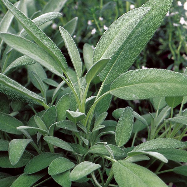 Broadleaf Sage Roots Broadleaf Sage Growing Guide – HOSS