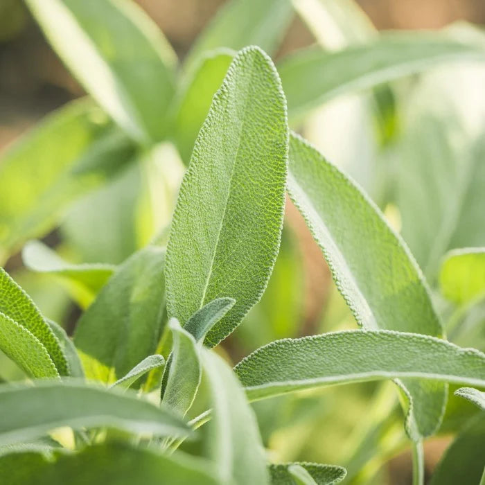Broadleaf Sage Roots Broadleaf Sage Growing Guide – HOSS