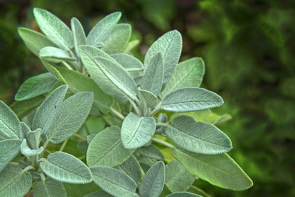 Broadleaf Sage Roots Broadleaf Sage Growing Guide – HOSS
