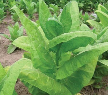 tobacco polonium Polonium-210: Effects, symptoms, and diagnosis tobacco polonium Polonium-210: Effects, symptoms, and diagnosis