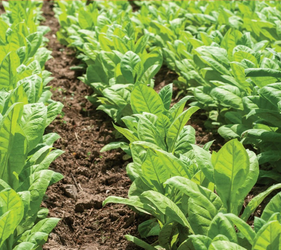 Southern Dolly (Flue Cured) Tobacco – HOSS