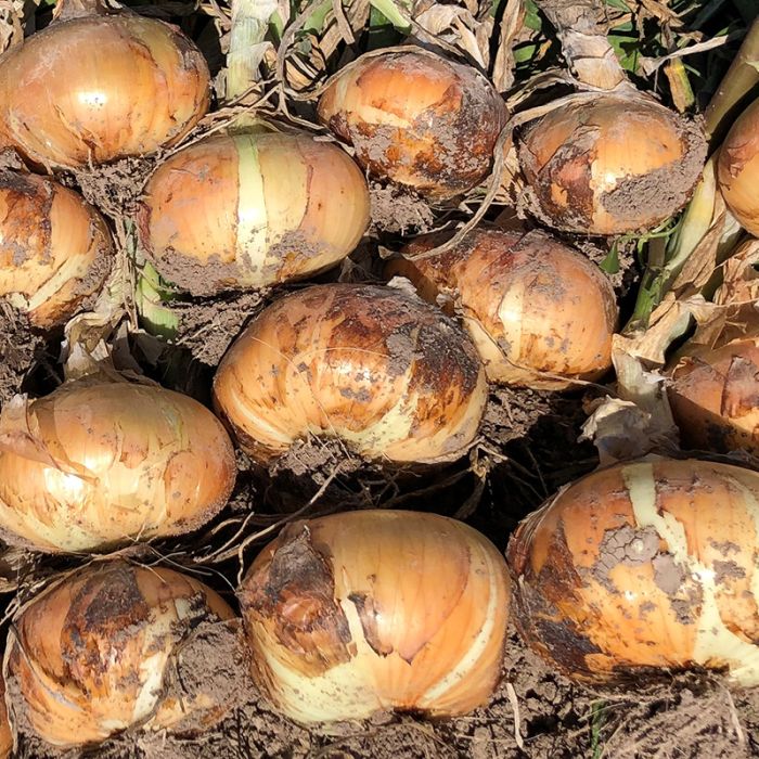Candy Hybrid Onion F1 – HOSS