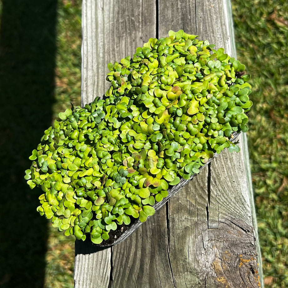 Wasabi Mustard Microgreens 1 Pound
