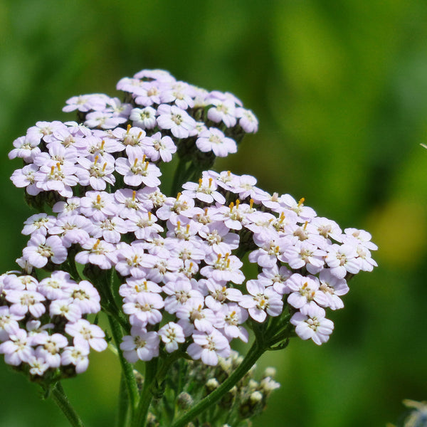 Yarrow Growing Guide HOSS