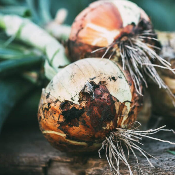 onioni 1015Y Texas SuperSweet Onion – HOSS