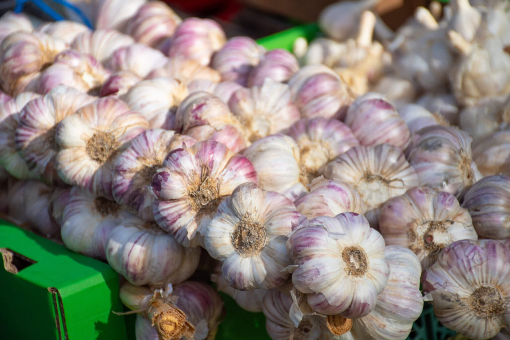 Inchelium Red Garlic