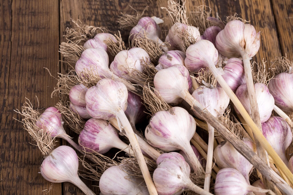 Purple Garlic