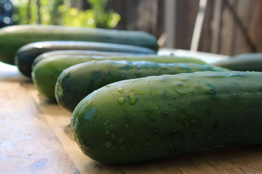 Burpless Supreme Hybrid Cucumber F1 HOSS