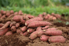 Covington Sweet Potato