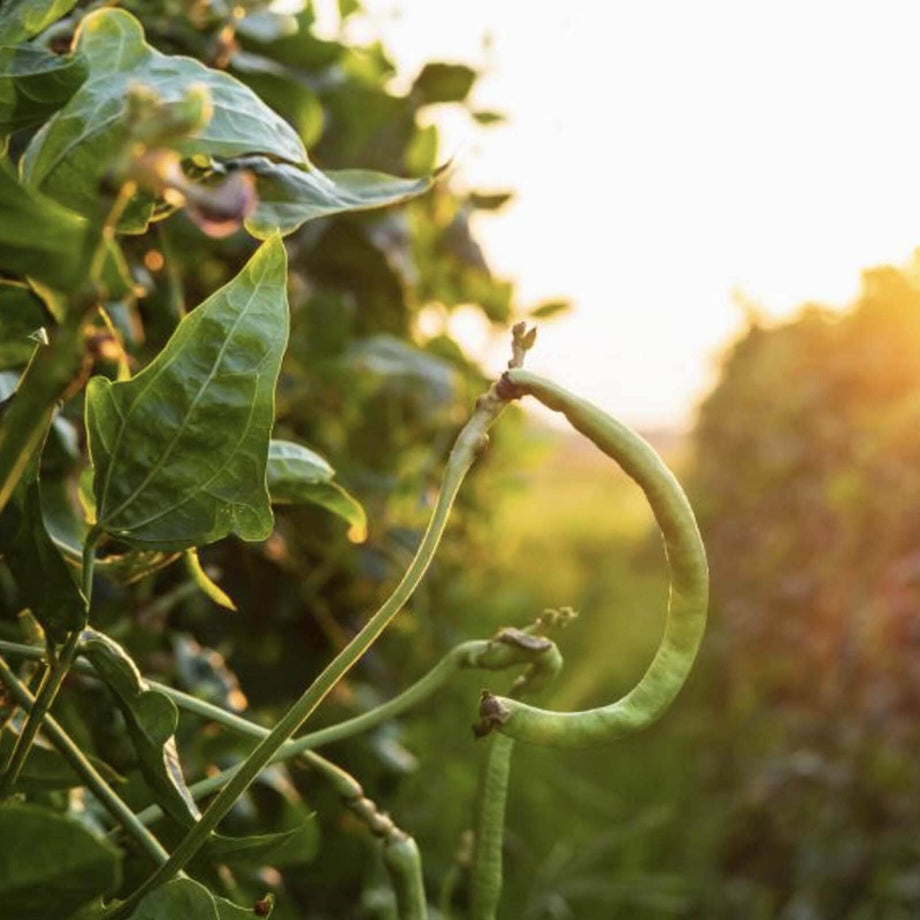black eyed pea seeds planting California Blackeye No. 5 Pea – HOSS