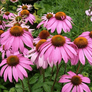 paradiso tall mix echinacea seed Paradiso Tall Mix Coneflower – HOSS