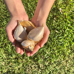 Elephant Garlic