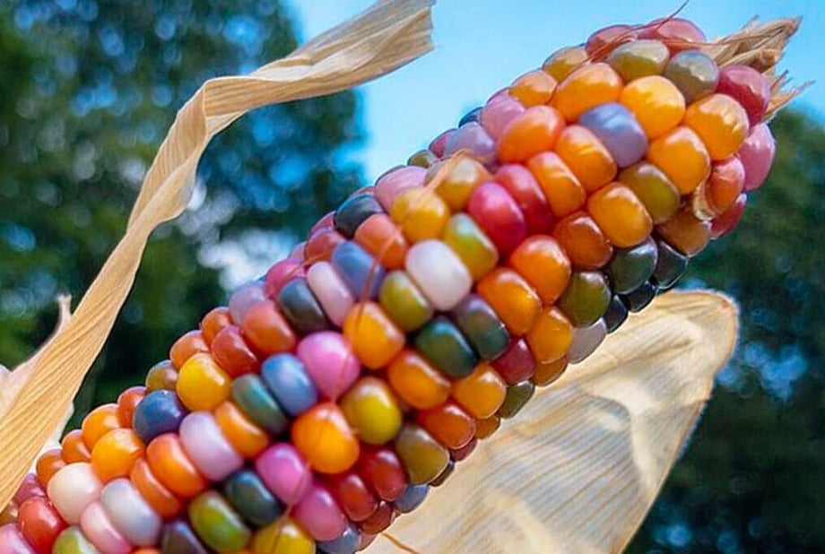 Glass Gem Corn