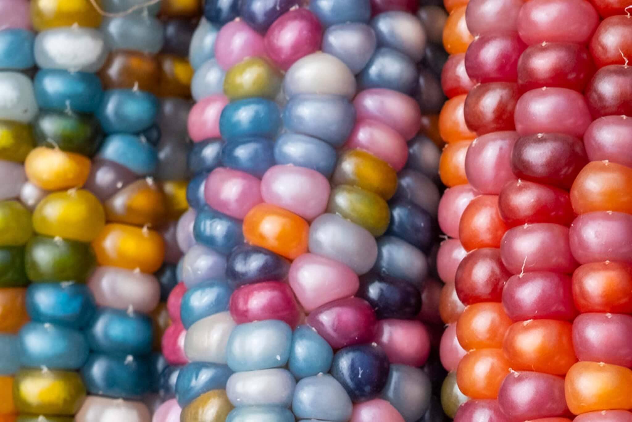 Glass Gem Corn – HOSS