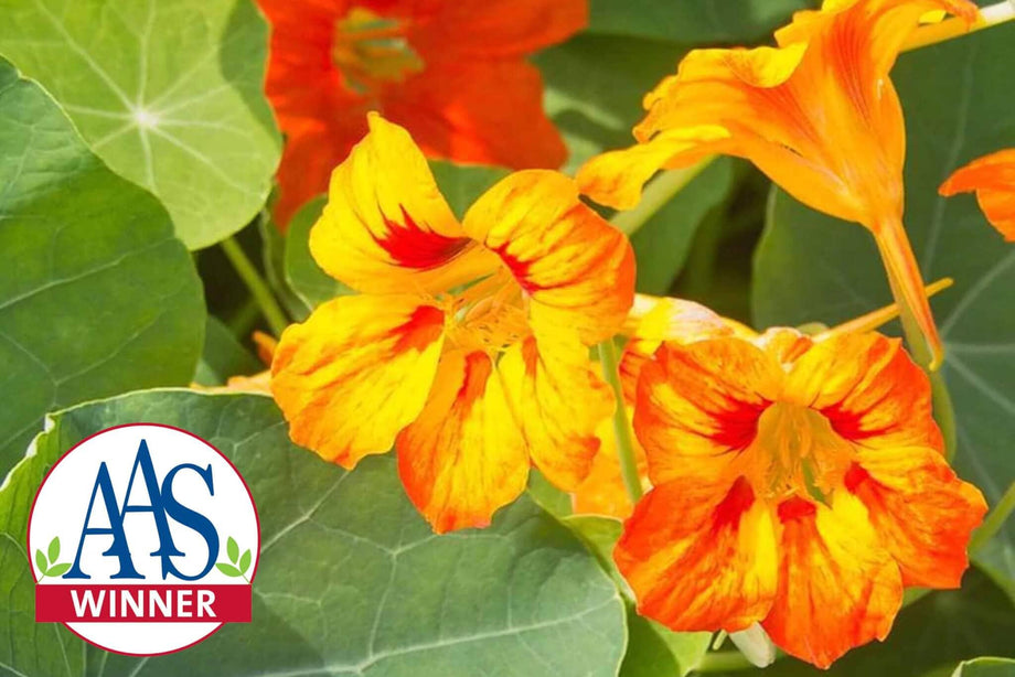 Glorious Gleam Nasturtium Mix – HOSS