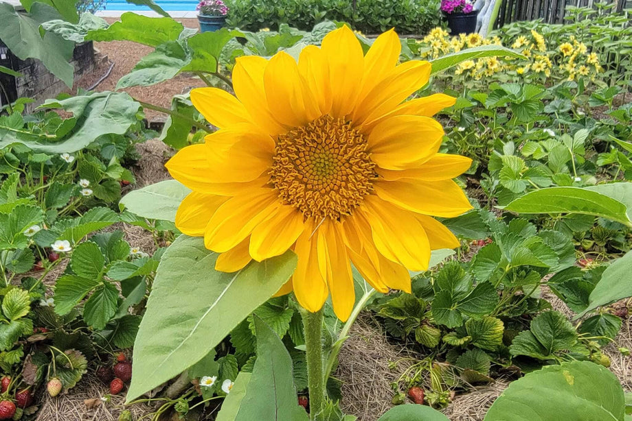 ProCut® Orange Sunflower – HOSS