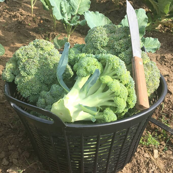 A black basket full of Green Magic Broccoli heads outside in the garden with a harvesting knife. 