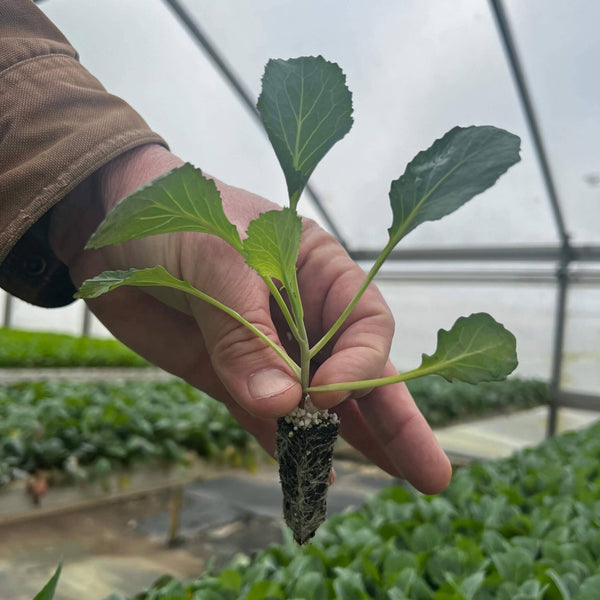 Hand holding a young Green Magic Broccoli Plant inside the greenhouse setting. 