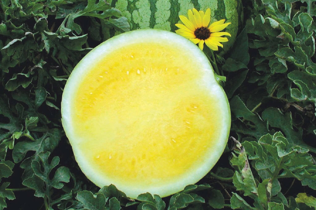 Yellow Buttercup Seedless Watermelon
