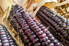 Blue Hopi Field Corn