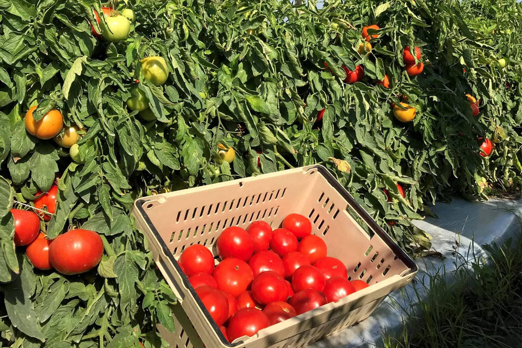 Hossinator Tomato Plugs