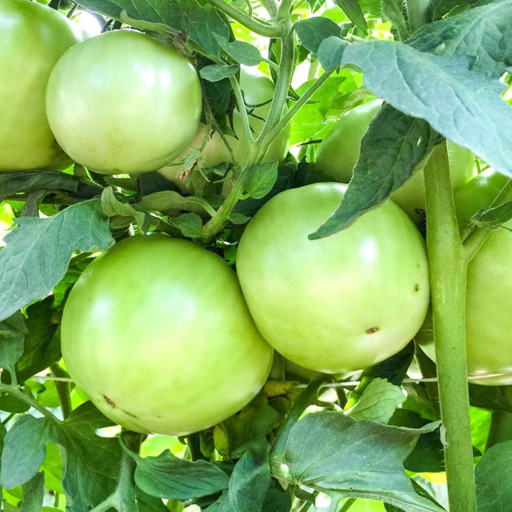 Hossinator Hybrid Tomato (STM2255) F1