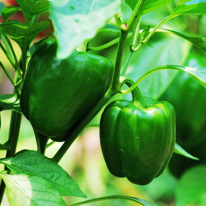 Hossinator Bell Pepper Plugs