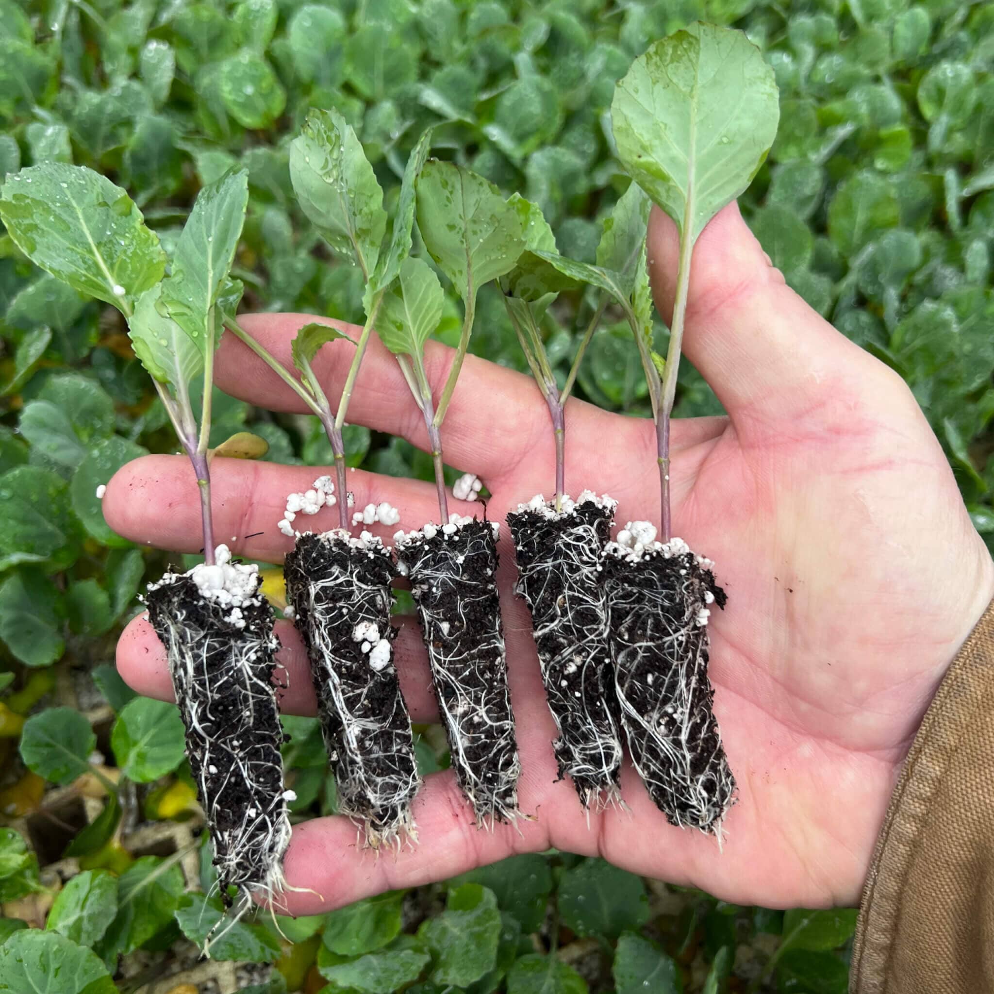 hydroponic plant plugs Brassica Plant Plugs Bundle