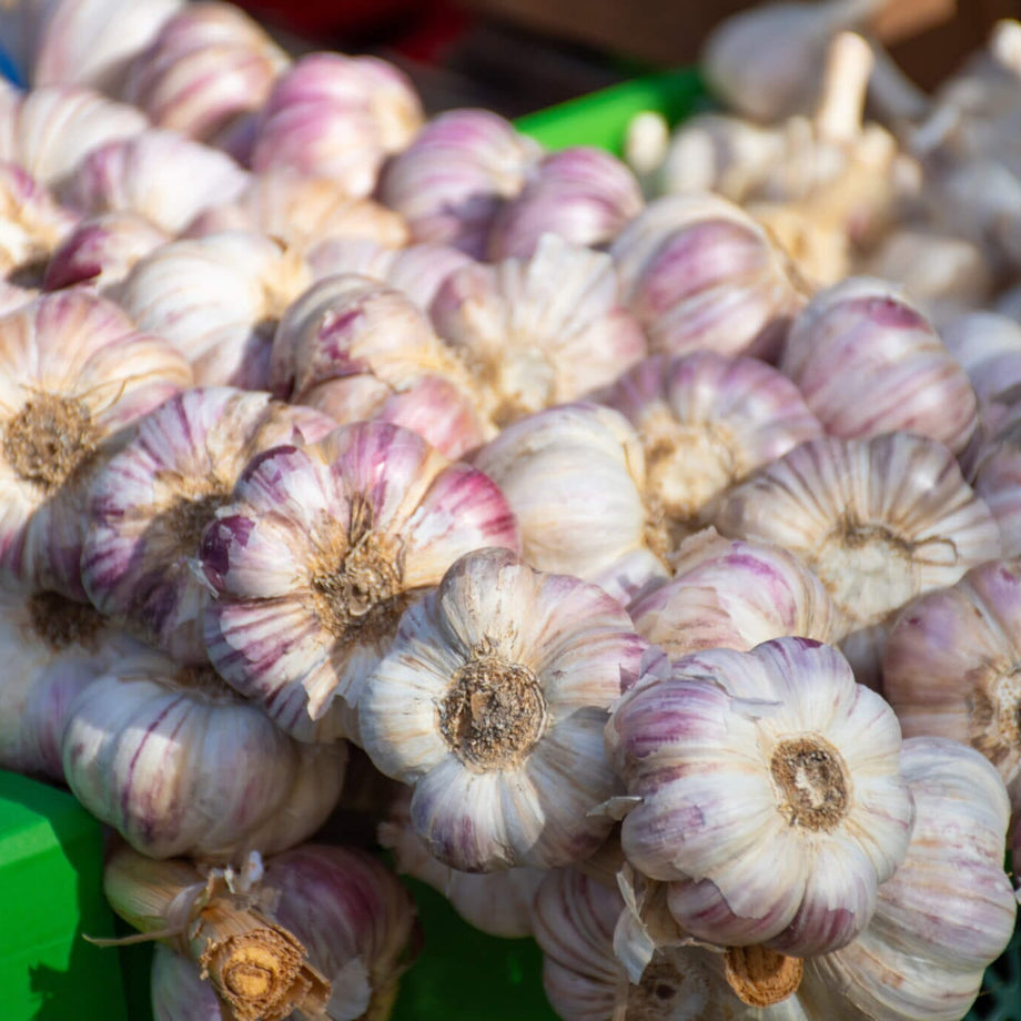 Inchelium Red Garlic – HOSS