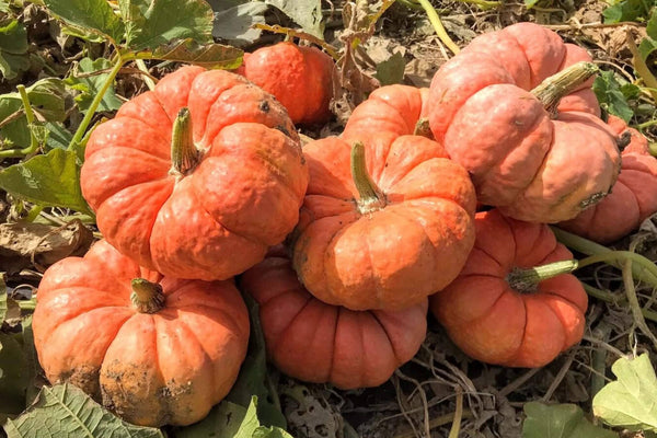 Amazon.com : Halloween Pumpkin Lantern Light Up Pumpkins