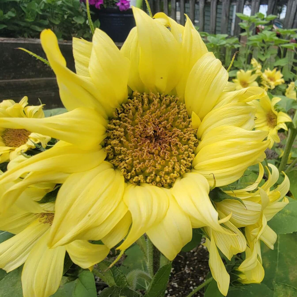 Lemon Pixie Sunflower