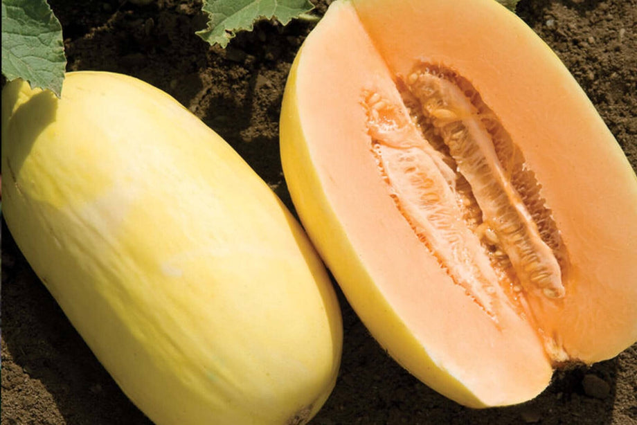 Tasty Bites Hybrid Melon F1 – HOSS
