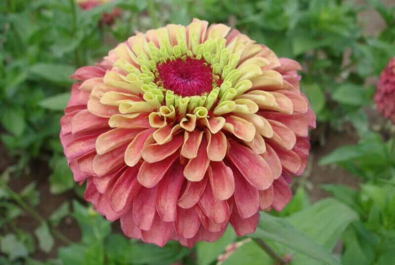 Lime Red Queeny Zinnia