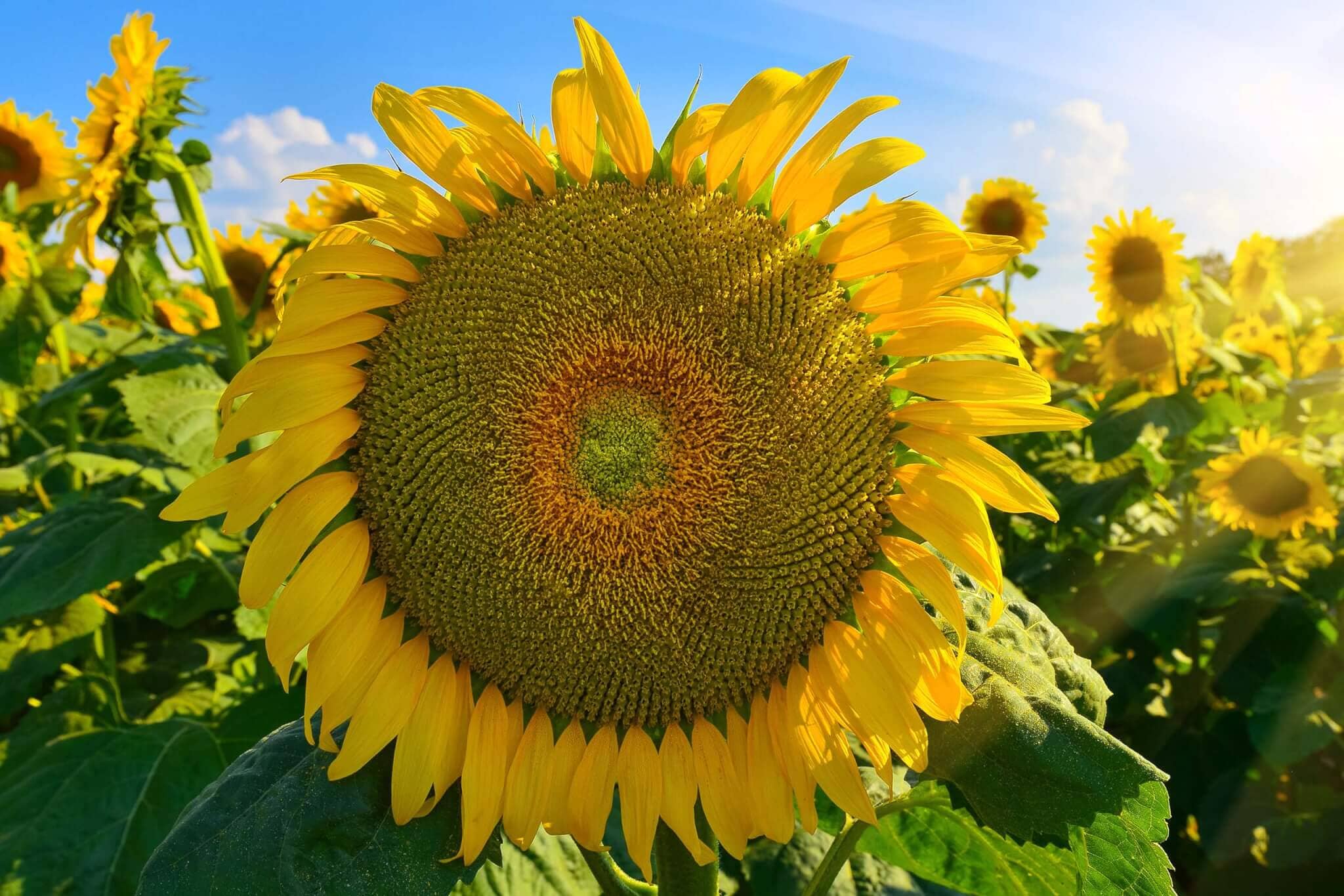 15 Mongolian GIANT Sunflower SEEDS Ready To Plant Now ! HUGE - Home & Garden