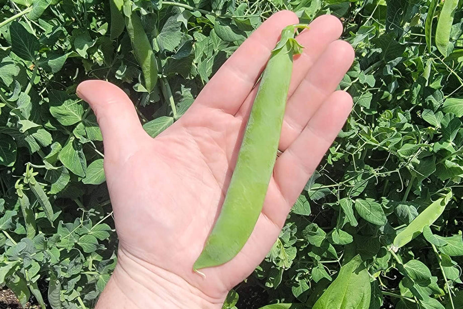 Mr. Big Pea – HOSS