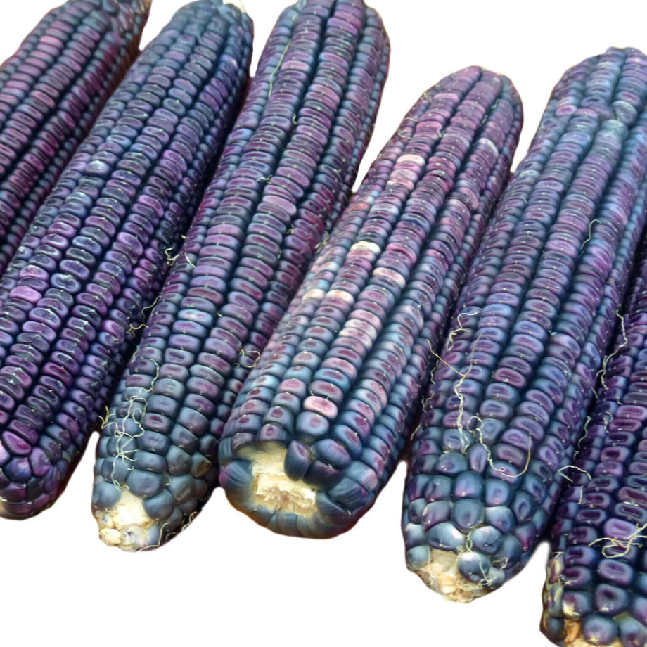 Blue Hopi Indian Corn Seeds - 1 Lb Organic Sweet Corn, Non-GMO, Open-Pollinated, Grown In USA